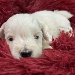 Miniature Schnauzer Puppies from Cali Sun-kissed Schnauzers