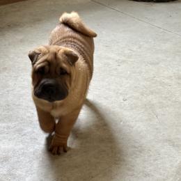 Chinese Shar-Pei Puppies from Blackwitch Farms