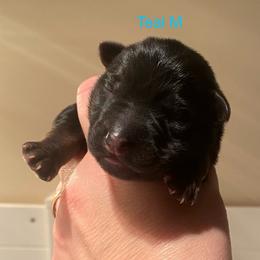 Teal collar boy - Black and red male German Shepherd puppy in Coleta, Illinois from Four Leaf Farm- Vom Vierblättriges Bauernhof