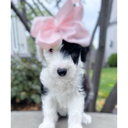 Raven - Black and white female Sheepadoodle puppy in Olathe, Kansas from VonDoodles Bernedoodles & Sheepadoodles