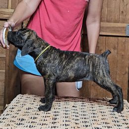 Yellow Collar - Brindle female Boerboel puppy in Pattison, Texas from Sure Bet Kennels