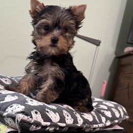 Tiny Boy - Blue and gold male Yorkshire Terrier puppy in Frederick, Maryland from Maria Rodriguez