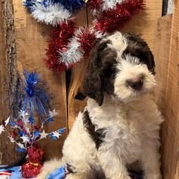 Bubba - Brown and white male Aussiedoodle puppy in Lavonia, Georgia from H & A Kennels