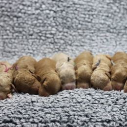 Cavapoos and Goldendoodles from Hearts Full of Puppies