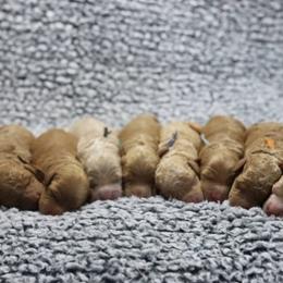 Cavapoos and Goldendoodles from Hearts Full of Puppies