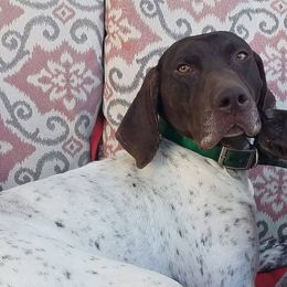 German Shorthaired Pointers from Stolee GSP'S