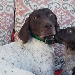 German Shorthaired Pointers from Stolee GSP'S
