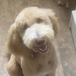 Stormy - Goldendoodle