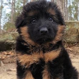 Brown Collar - Male - Black and red male German Shepherd puppy in Charlotte, North Carolina from Zuflucht K9s