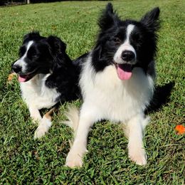 Border Collies from BCX Stockdogs