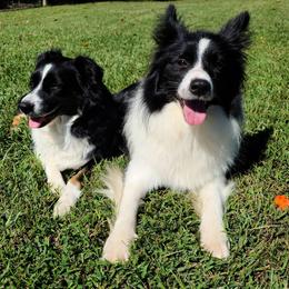 Border Collies from BCX Stockdogs