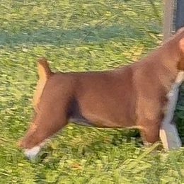Chocolate Tux - White, chocolate and tan female Rat Terrier puppy in Denver, Colorado from K2 RAT TERRIERS (COLORADO)