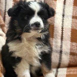 MAX BLACK - Black tri female Toy Australian Shepherd puppy in Syracuse, Indiana from Klenke Toy Aussies