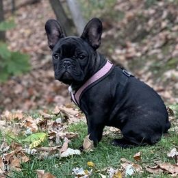 French Bulldogs from Everlasting