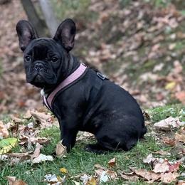 French Bulldogs from Everlasting