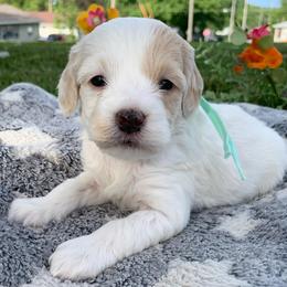 Jasmine - Buff and white female Cockapoo puppy in Bedford, Iowa from Our Father’s Doodles
