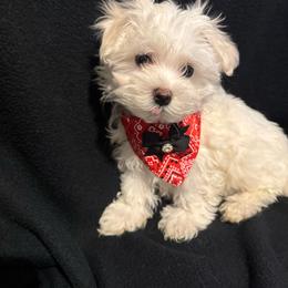 Tye Lombardi II - White and lemon male Maltese puppy in Houston, Texas from The Royal Furbabies