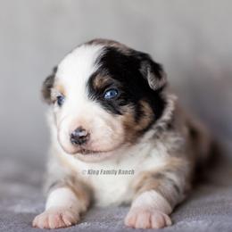 Aussiedoodle and Miniature American Shepherd Puppies from King Family Ranch