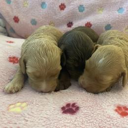 Australian Labradoodle and Double Doodle Puppies from Little Kingdom Doodles