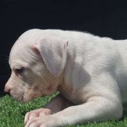 Girl 3 - Blue fawn female American Bully puppy in Lubbock, Texas from Villainous K9’s