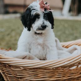 Bernedoodle and Goldendoodle Puppies from Doodles of North Tx
