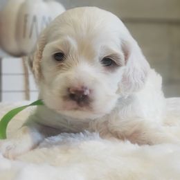 Cockapoo, Cocker Spaniel, and Goldendoodle Puppies from Robbin's Treasures