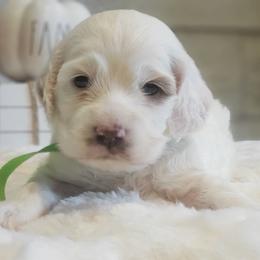 Cockapoo, Cocker Spaniel, and Goldendoodle Puppies from Robbin's Treasures