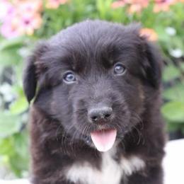 Ripper - Black tri-color male Australian Shepherd puppy in Hillsboro, Ohio from Sugar Grove Farms
