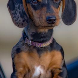 Dachshund All Grown Up from Darling Dapple (mini) Dachshund