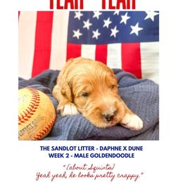 Yeah Yeah - Apricot male Goldendoodle puppy in Marietta, Georgia from Reece + Co Doodles & Poodles