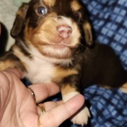 Dachshunds from Schooly Dachshunds