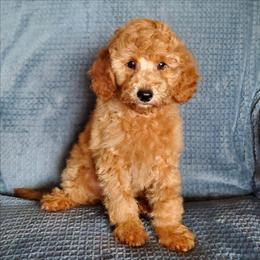 Gunner- Teddy Bear Mini Poodle - Red  male Poodle puppy in Falcon, Missouri from Cedar House Heritage Poodles | AKC Toy & Miniature Poodle Puppies Raised in Home