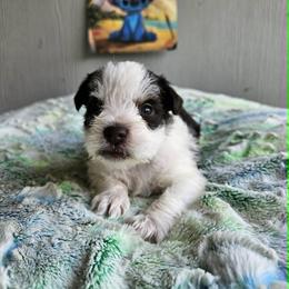 Stitch - Parti male Miniature Schnauzer puppy in Crosby, Texas from Raisin' the Woof Schnauzers