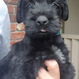 Giant Schnauzer Puppies from Oklahoma Giants