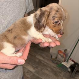 Girl 1 small - Piebald female Dachshund puppy in Runge, Texas from Broken Diamond J Farms