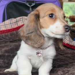 Pixie - Piebald female Dachshund puppy in Duncanville, Alabama from Bear Creek Dachshunds