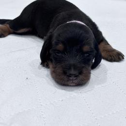 Girl 1 pink collar - Black and tan female Dachshund puppy in Chicago, Illinois from RGZ Doxies