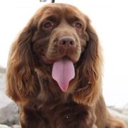Capi - Sussex Spaniel
