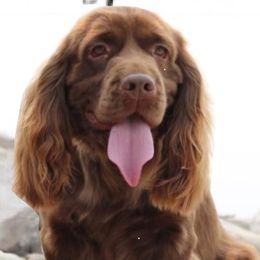 Capi - Sussex Spaniel