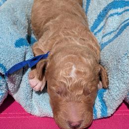 Blue Collar - Apricot male Goldendoodle puppy in Olympia, Washington from Sinclairdoodles