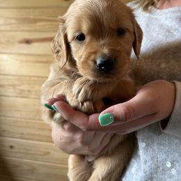 Golden Retriever Puppies from Apple Country Retrievers
