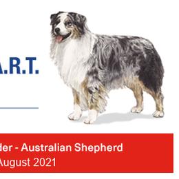 Australian Shepherd Puppies from Platinum Edition