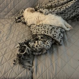 Lagotto Romagnolo Puppies from CreekSide Lagotto