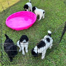 Poodle Puppies from Poodle Plus