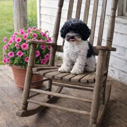 Cavapoo puppies from Agape Southern Farms