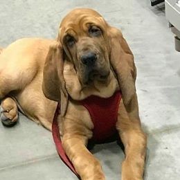 Bloodhounds from K Creek Farms