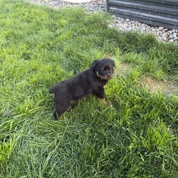 Diamond - Black and mahogany female Rottweiler puppy in Denver, Colorado from Denver Rottweilers