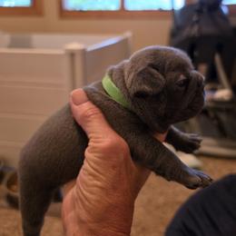 Girl 3 - Blue female French Bulldog puppy in Crane, Missouri from James River French Bulldogs
