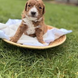 Bubbles - Red  male Goldendoodle puppy in Battleground, Washington from Doodles Delight PNW