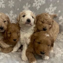 Bernedoodles and Goldendoodles from Quartz Mountain Doodles